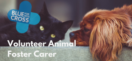 Volunteer Animal Foster Carer